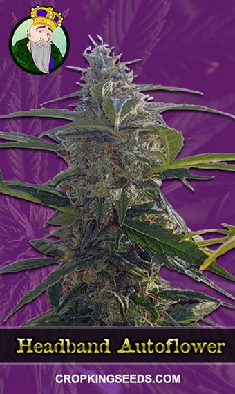 headband-autoflowering-image