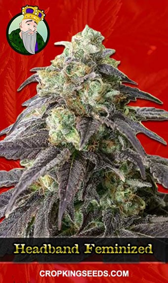 headband-feminized-image