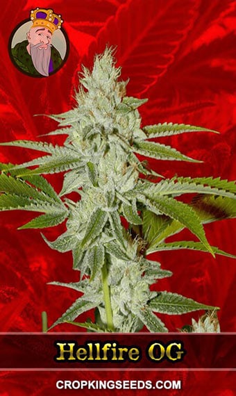 hellfire-og-feminized-image