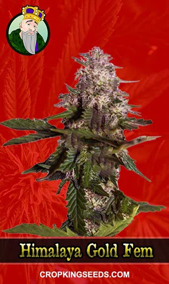 himalaya-gold-feminized-image