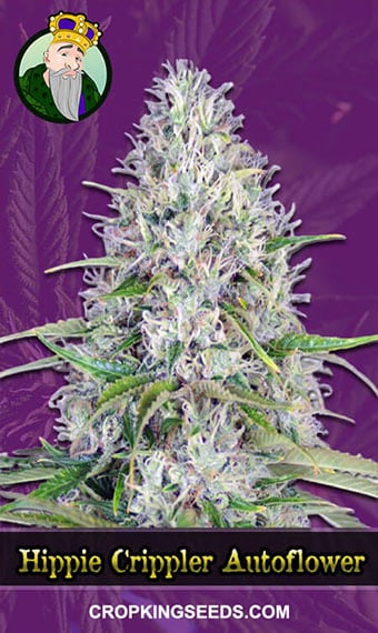 hippie-crippler-autoflowering-image