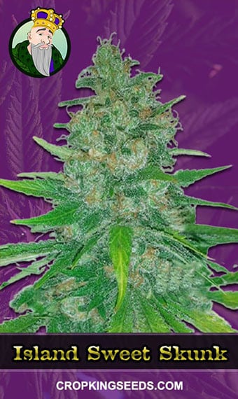 island-sweet-skunk-autoflowering-image