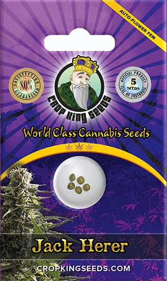 jack-herer-autoflower-image