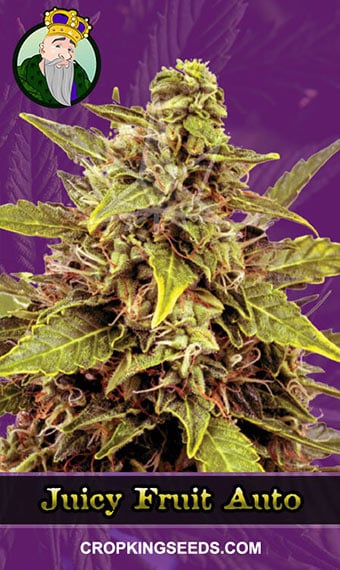 juicy-fruit-autoflowering-image