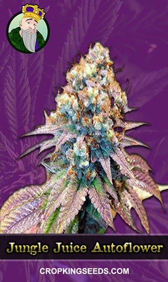 jungle-juice-autoflowering-image