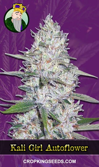 kali-girl-autoflowering-image