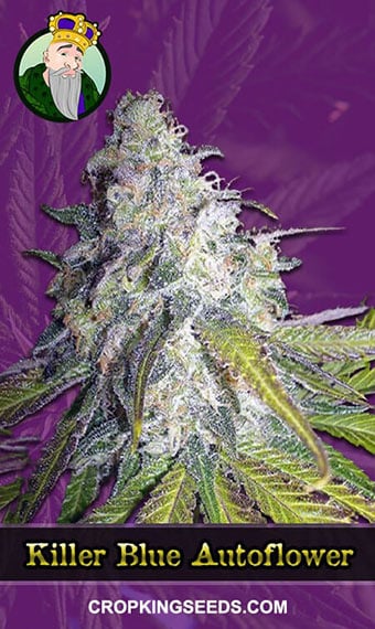 killer-blue-autoflowering-image