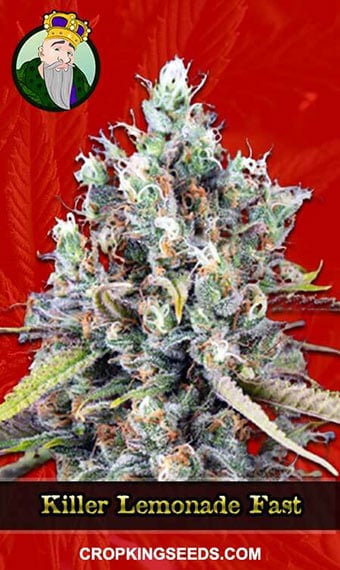 killer-lemonade-autoflowering-fast-version-image