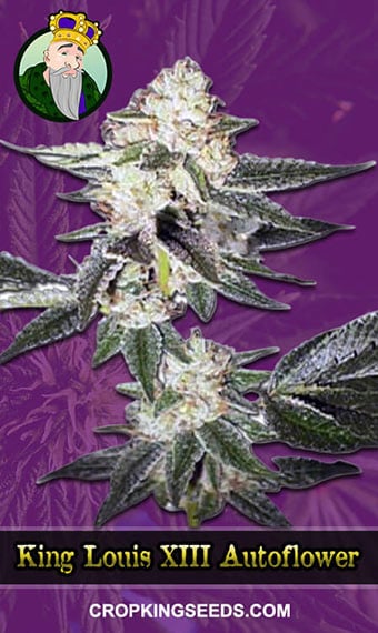 king-louis-xiii-autoflowering-image