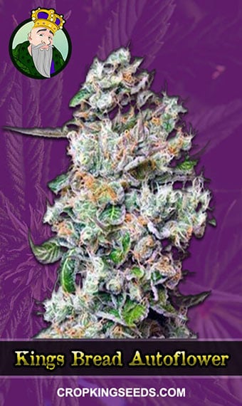 king’s-bread-autoflowering-image