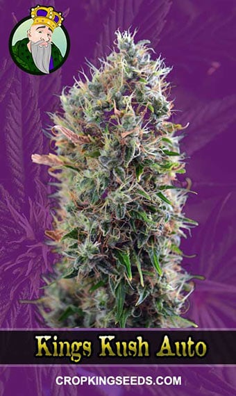 king’s-kush-autoflowering-image