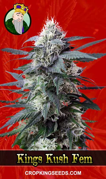 king’s-kush-feminized-image