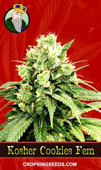 kosher-cookies-feminized-image