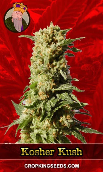 kosher-kush-feminized-image