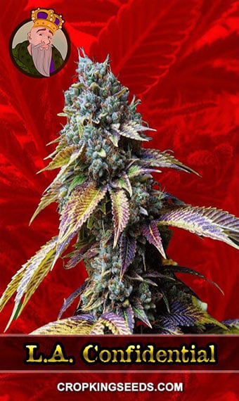 l.a.-confidential-feminized-image