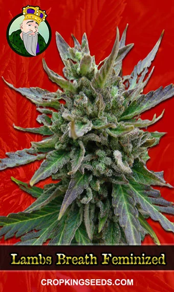 lambs-breath-feminized-image