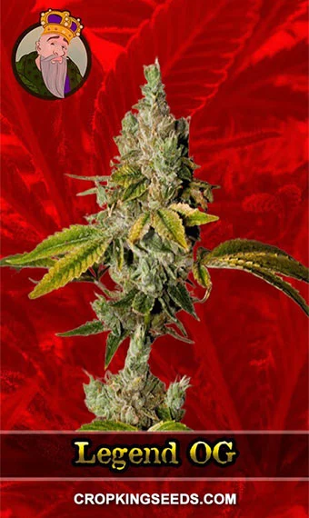 legend-og-feminized-image