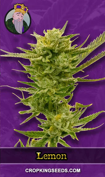 lemon-autoflower-image