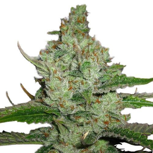 hindu-kush-image