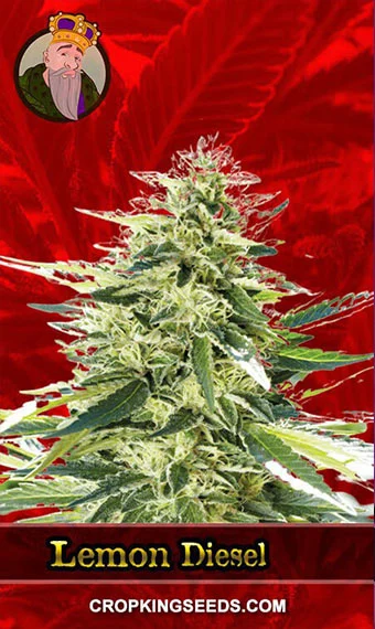 lemon-diesel-feminized-image