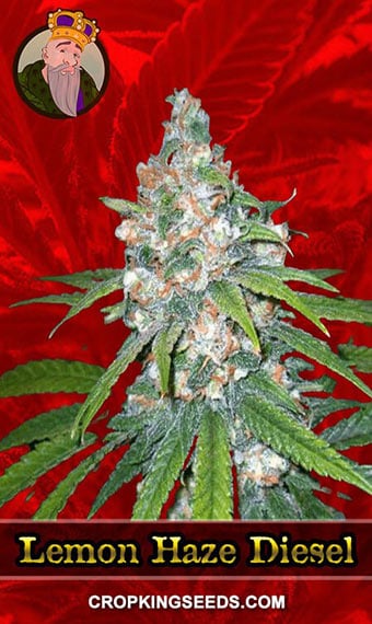 lemon-haze-diesel-feminized-image