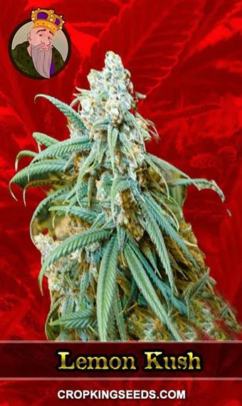 lemon-kush-feminized-image