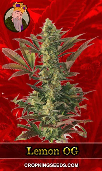 lemon-og-feminized-image