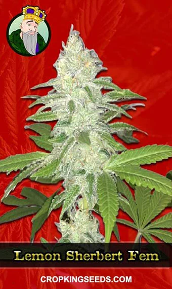 lemon-sherbert-feminized-image