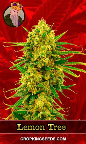 lemon-tree-feminized-image