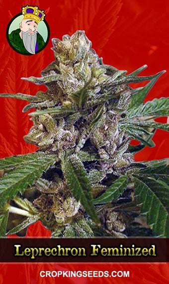 leprechron-feminized-image