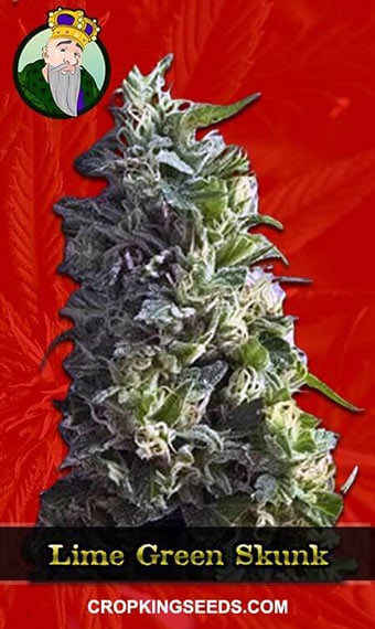 lime-green-skunk-feminized-image