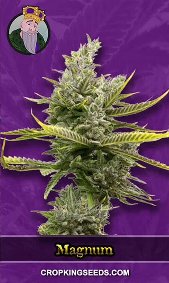 magnum-autoflower-image