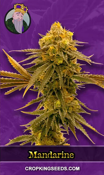 mandarine-autoflower-image