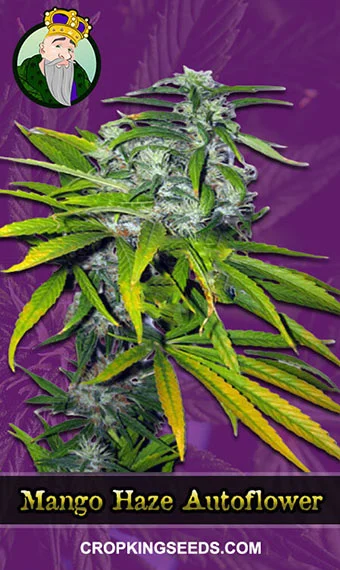 mango-haze-autoflowering-image