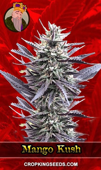 mango-kush-feminized-image