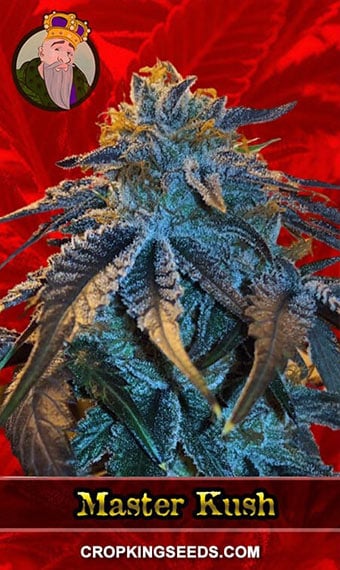 master-kush-feminized-image