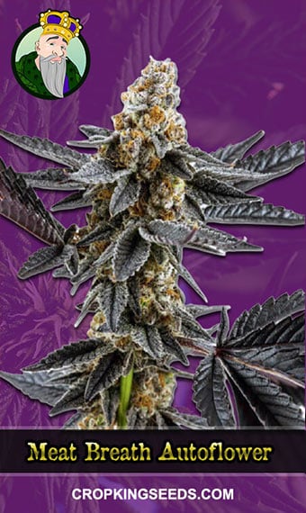 meat-breath-autoflowering-image