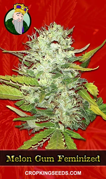 melon-gum-feminized-image