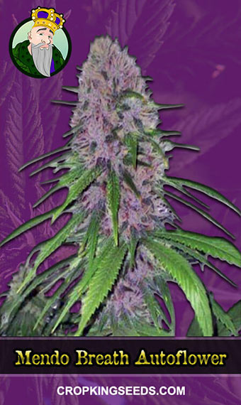 mendo-breath-autoflowering-image