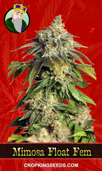 mimosa-float-feminized-image