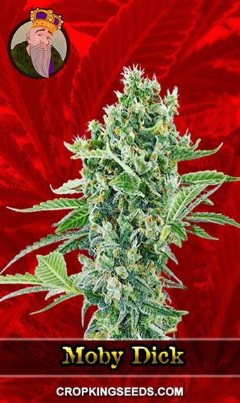 moby-dick-feminized-image