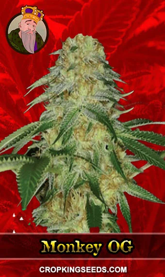 monkey-og-feminized-image