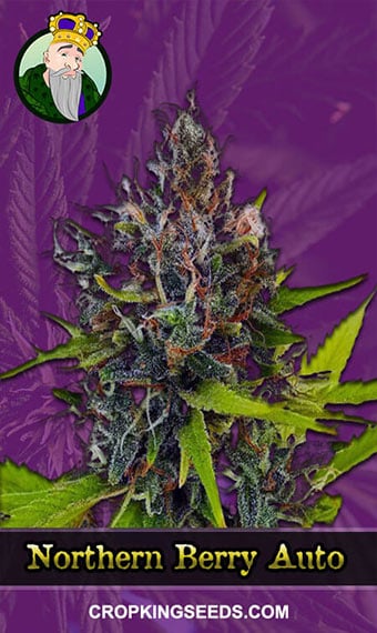 northern-berry-autoflowering-image