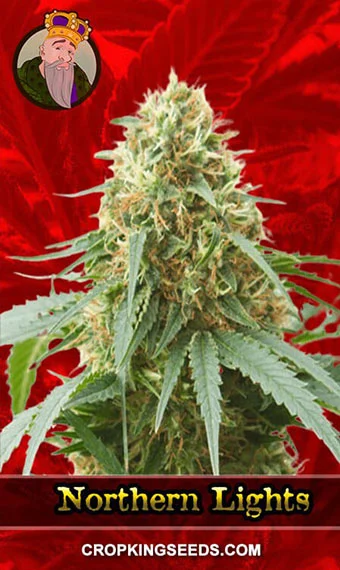 northern-lights-feminized-image