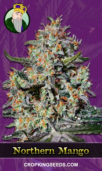 northern-mango-autoflowering-image