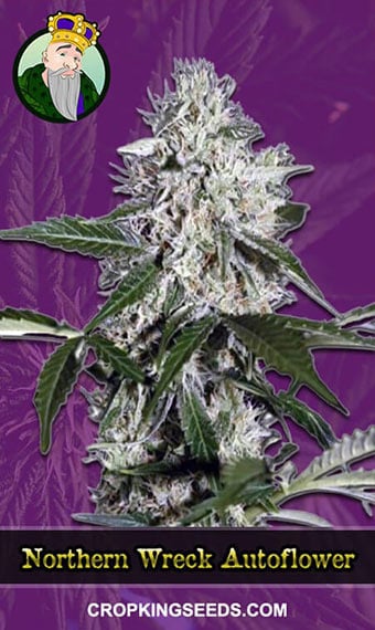 northern-wreck-autoflowering-image