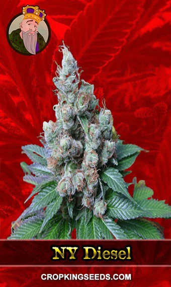 ny-diesel-feminized-image