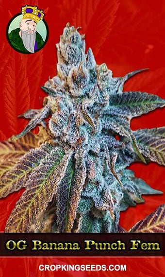 og-banana-punch-feminized-image