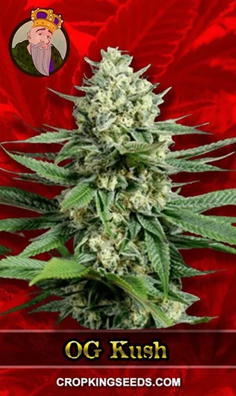 og-kush-feminized-fast-version-image