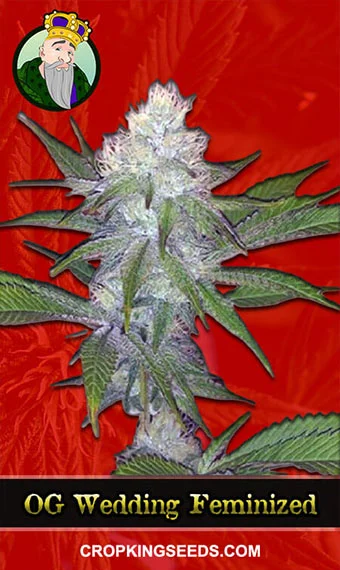 og-wedding-cake-feminized-image